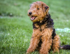 Adult Welsh Terrier