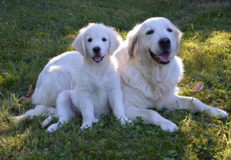 Golden Retriever and Puppy