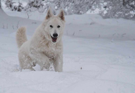 White Swiss Shepherd Running In Snow