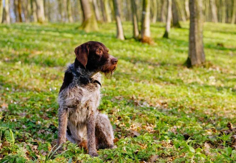 Adult German Wirehaired Pointer