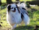 Young Japanese Chin