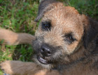 Border Terriers Face