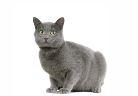 Chartreux | Cat Breeds Facts, Advice & Pictures ...