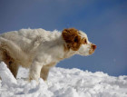 Adult Clumber Spaniel