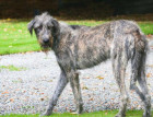 Adult Irish Wolfhound