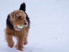 Welsh Terrier playing in snow