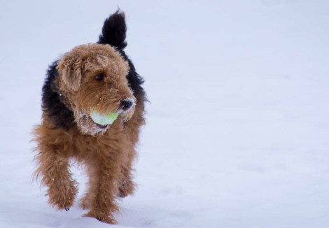 Welsh Terrier playing in snow