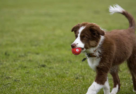 Welsh Collie Puppy