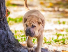 Young Shar Pei