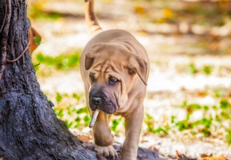 Young Shar Pei