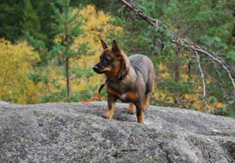 Swedish Vallhund In Forest