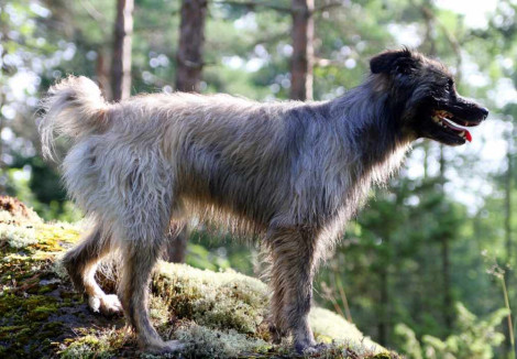 Pyrenean Sheepdog Dog