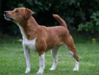 Young Plummer Terrier