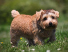 Young Norfolk Terrier