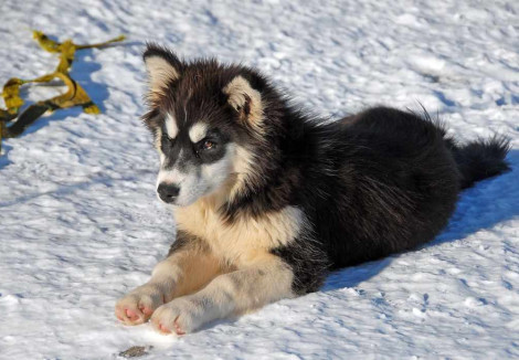 Young Greenland Dog