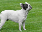 Black and White French Bulldog