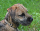 Young Border Terrier