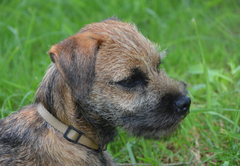 Young Border Terrier