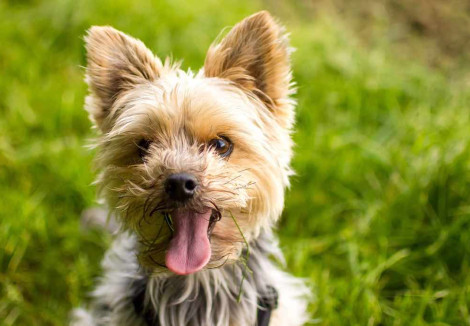  Yorkshire Terrier Face