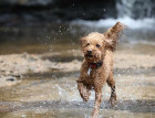 Wet Toy Poodle