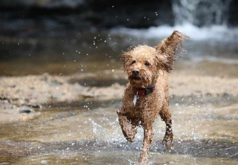 Wet Toy Poodle