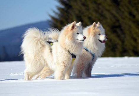 Two Samoyed Dogs