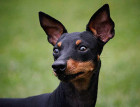 English Toy Terriers Face