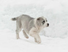 Central Asian Shepherd Puppy