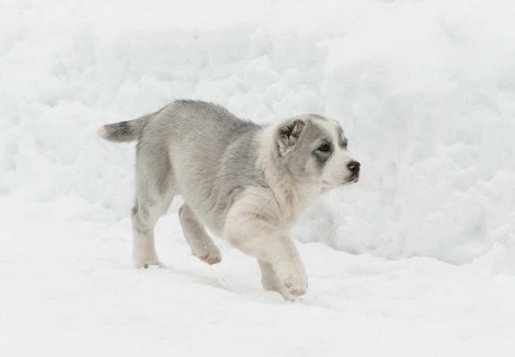 Central Asian Shepherd Puppy