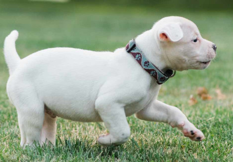 White American Bulldog Puppy