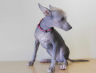 Mexican Hairless Puppy
