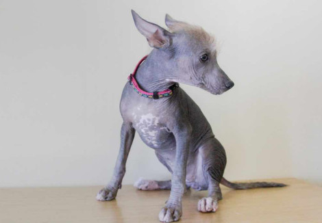 Mexican Hairless Puppy