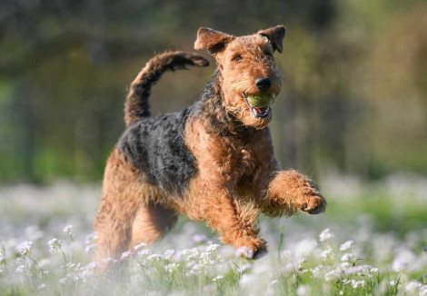 Airedale Terrier Playing
