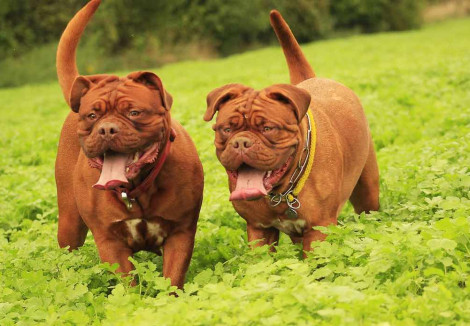 Two Dogue De Bordeaux dogs