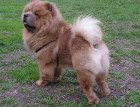 Male Chow Chow