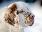 Clumber Spaniels Face