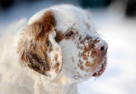 Clumber Spaniels Face