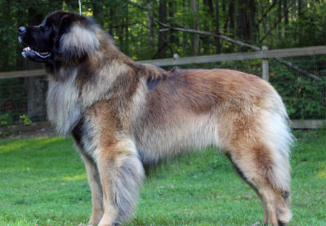 Leonberger | Dog Breeds Facts, Advice & Pictures ...