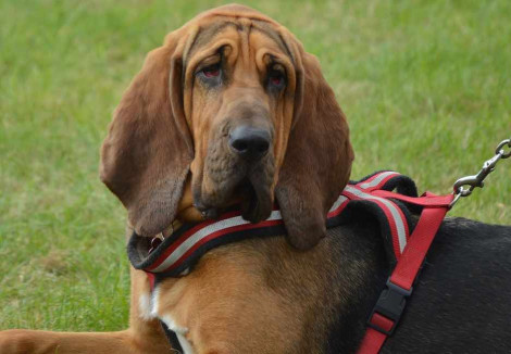 Bloodhounds Face