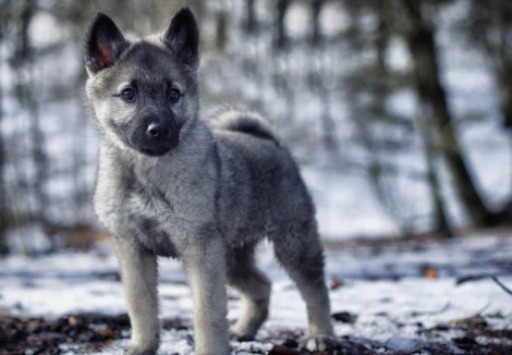 Norwegian Elkhound Puppy