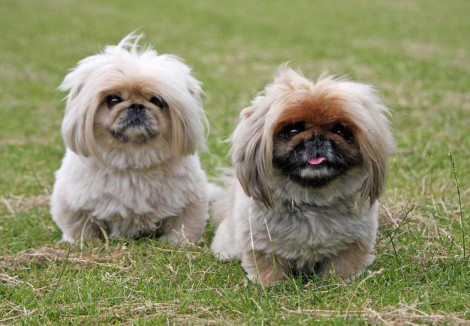 Two_Pekingese_Dogs.jpg