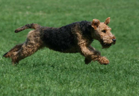Welsh Terrier Running
