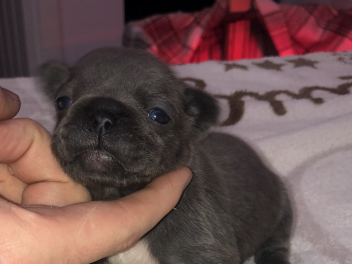 French Bulldog Puppies For Sale 