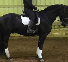 Gorgeous 16.1hh Imported Friesian Gelding