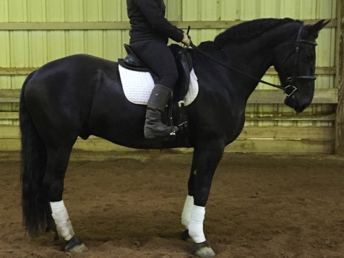 Gorgeous 16.1hh Imported Friesian Gelding