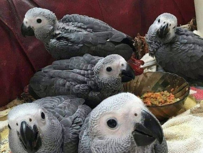 African Grey Parrots And Other Live Birds On Sale