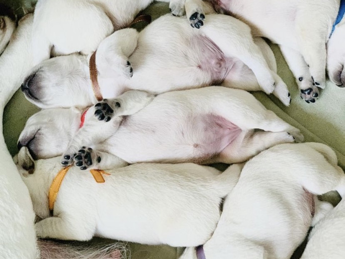 5, 11 week old golden/white Labrador puppies