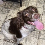 English springer spaniel puppies for sale 