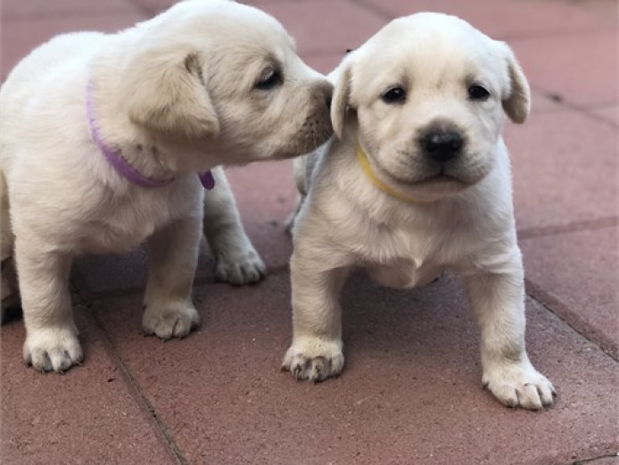Purebred Labrador Retriever Puppies