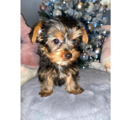 Adorable tiny yorkie puppies available now 2 left 